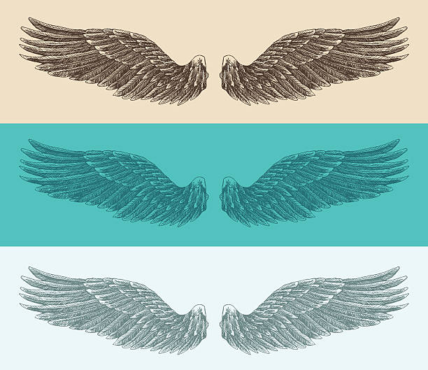 крылья ангела набор иллюстрации гравированные стиле, выполненный вручную, эскиз - artificial wing wing eagle bird stock illustrations