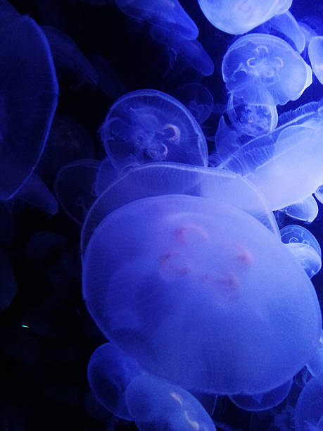 istock Jellyfishes in the tank 496586747