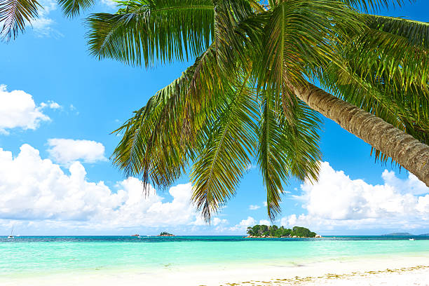 istock Beautiful beach with palm tree at Seychelles 496587011