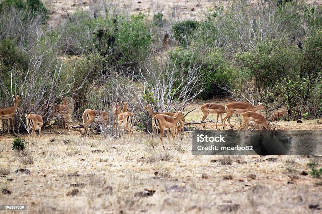 gazelle savannah do Parque de Tsavo Ocidental - Foto de stock de Aepyceros Melampus royalty-free