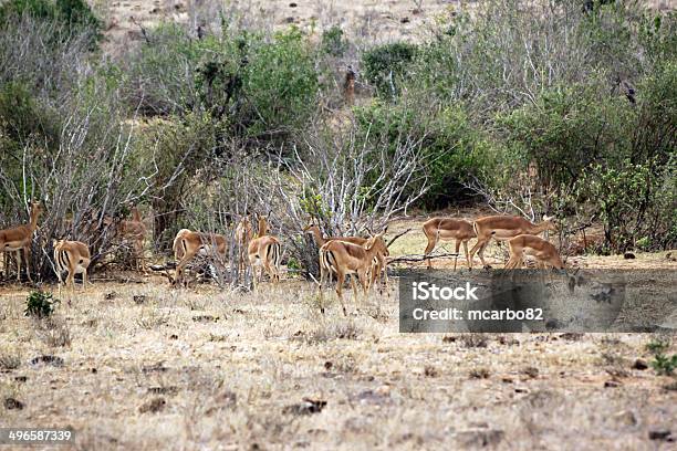 Foto de Gazelle Savannah Do Parque De Tsavo Ocidental e mais fotos de stock de Aepyceros Melampus - Aepyceros Melampus, Animais Machos, Animal