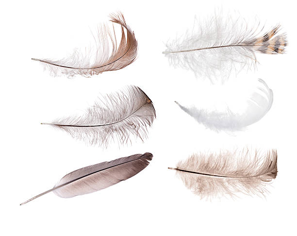 istock isolated set of sin feathers 496588075