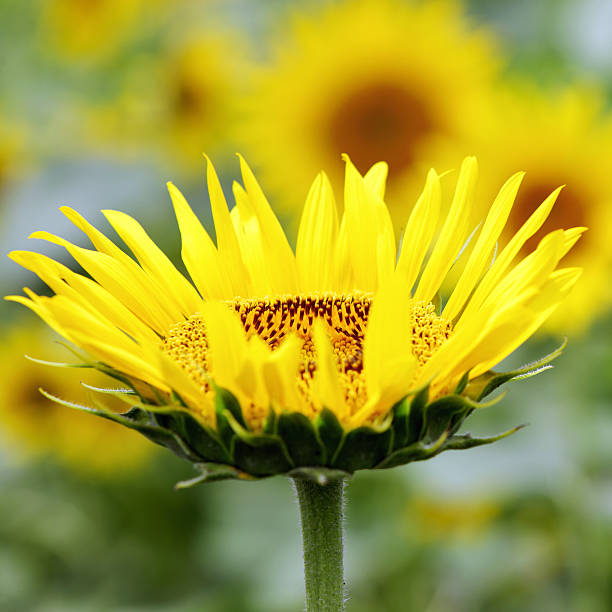 Close up of sunflower with field behind