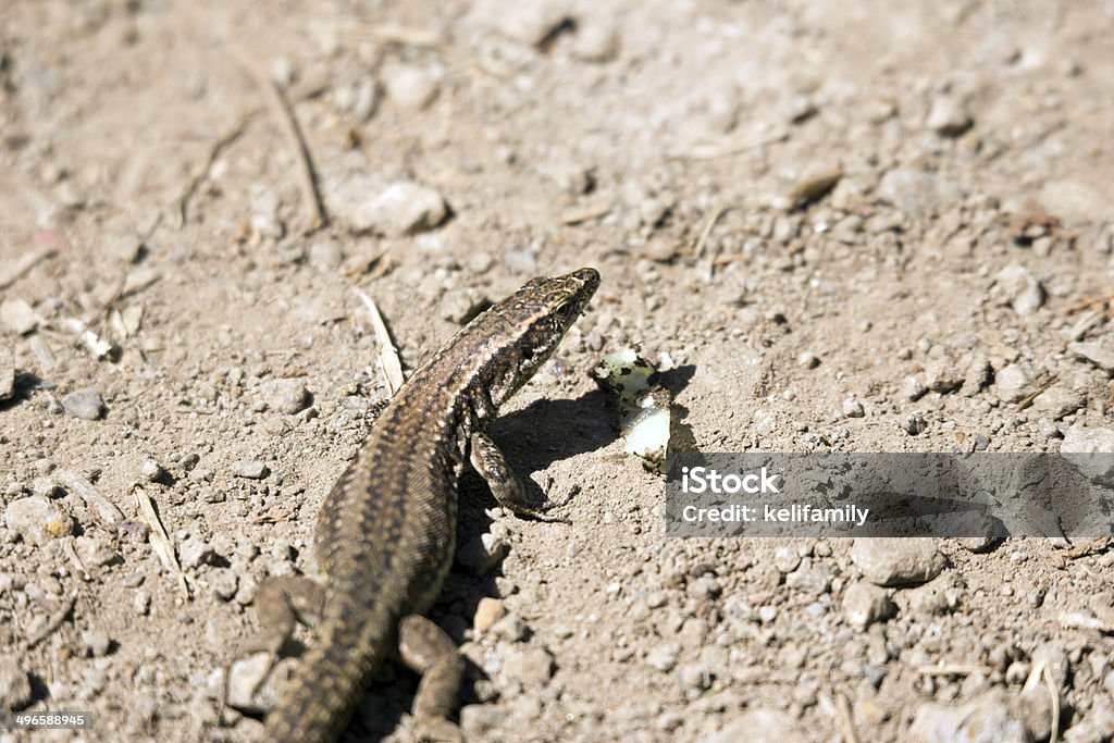 lucertola - Foto stock royalty-free di Ambientazione esterna