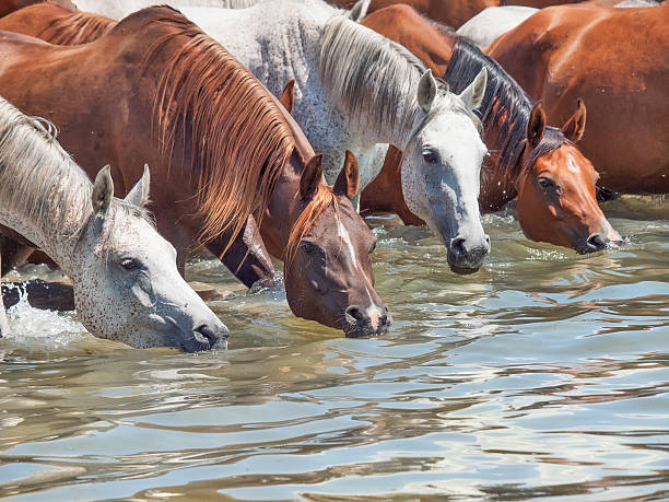 drinking arabian mares in the lake. sunny day