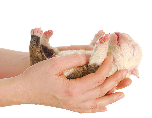 newborn puppy