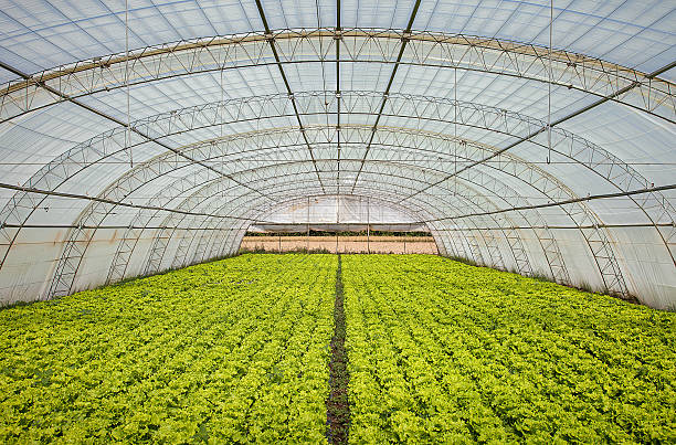 istock cultivation of lettuce 496589879