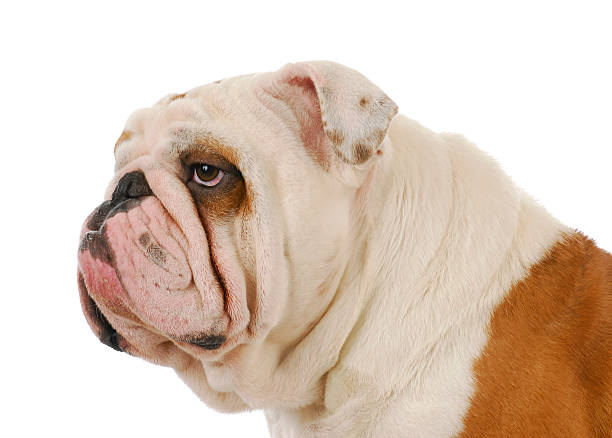 istock bulldog portrait 496589969