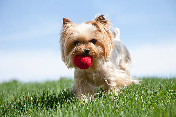 Adorable yorkshire terrier puppy sitting on vibrant green grass.