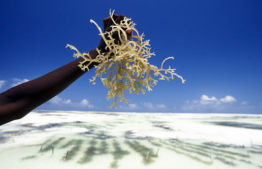 A woman works on her seagrass plantation on the east coast of the island of Zanzibar east of Tanzania in the Indian Ocean.