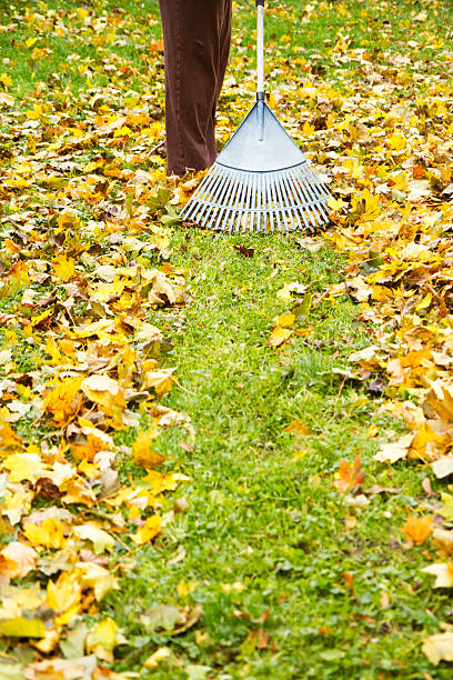 istock Woman Raking Fall Leaves 496590635