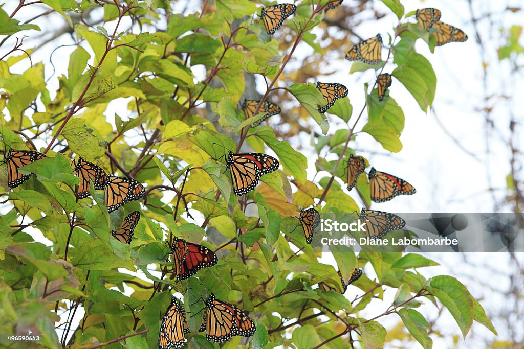 가을맞이 이동 Monarch 나비 - 로열티 프리 포인트 필리 국립 공원 스톡 사진