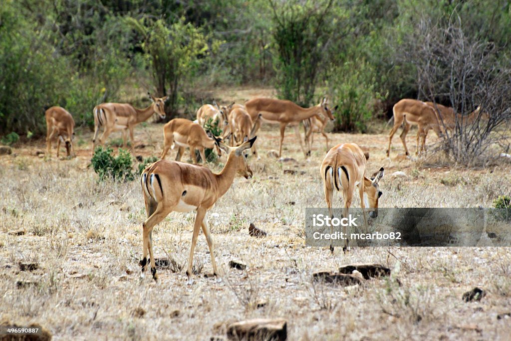 gazelle Саванна в парк Восточный Цаво - Стоковые фото Impala роялти-фри