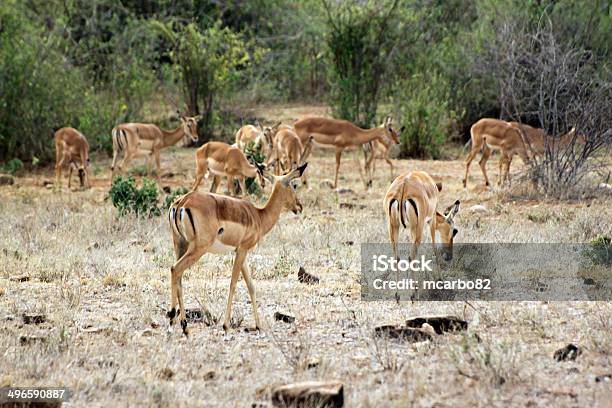 Gazelle Саванна В Парк Восточный Цаво — стоковые фотографии и другие картинки Impala - Impala, Антилопа, Африка