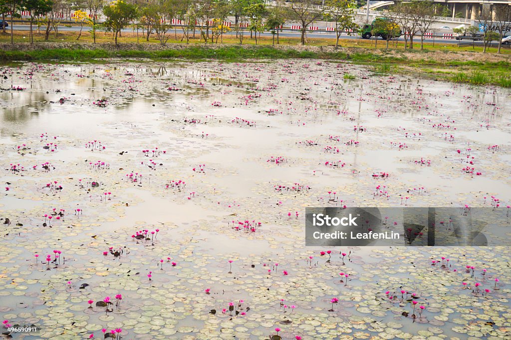 lotus in swamp Arts Culture and Entertainment Stock Photo