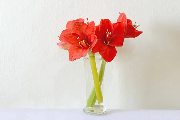 Close-up of red hippeastrum bouquet on white wall background.