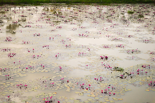 istock lotus in swamp 496597077