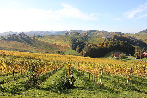 Vineyards on Austrian wine road