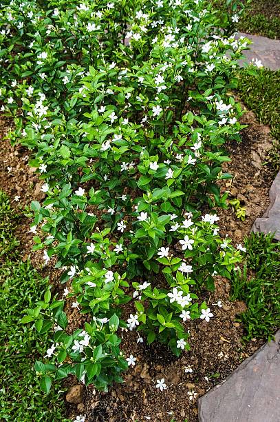 Jasminum Auriculatum flowers SONY DSCJasminum Auriculatum flowers in the garden of thailand jasminum auriculatum flowers stock pictures, royalty-free photos & images
