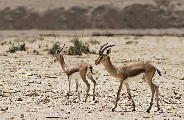 istock Dorcas gazelle in Israeli nature reserve near Eilat 496597621