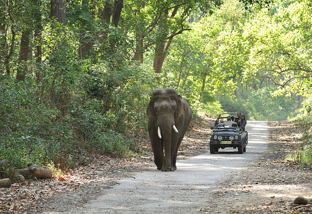 Game drive at Jim Corbett forest Jim Corbett, India - May 24, 2014: A Safari jeep on game drive watching huge tusker moving on the road of Dhikala forest on May 24, 2014 in Jim Corbett, Uttrakhand, India indian elephant photos stock pictures, royalty-free photos & images