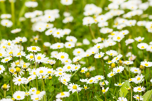 White daisy flowers against the grass
