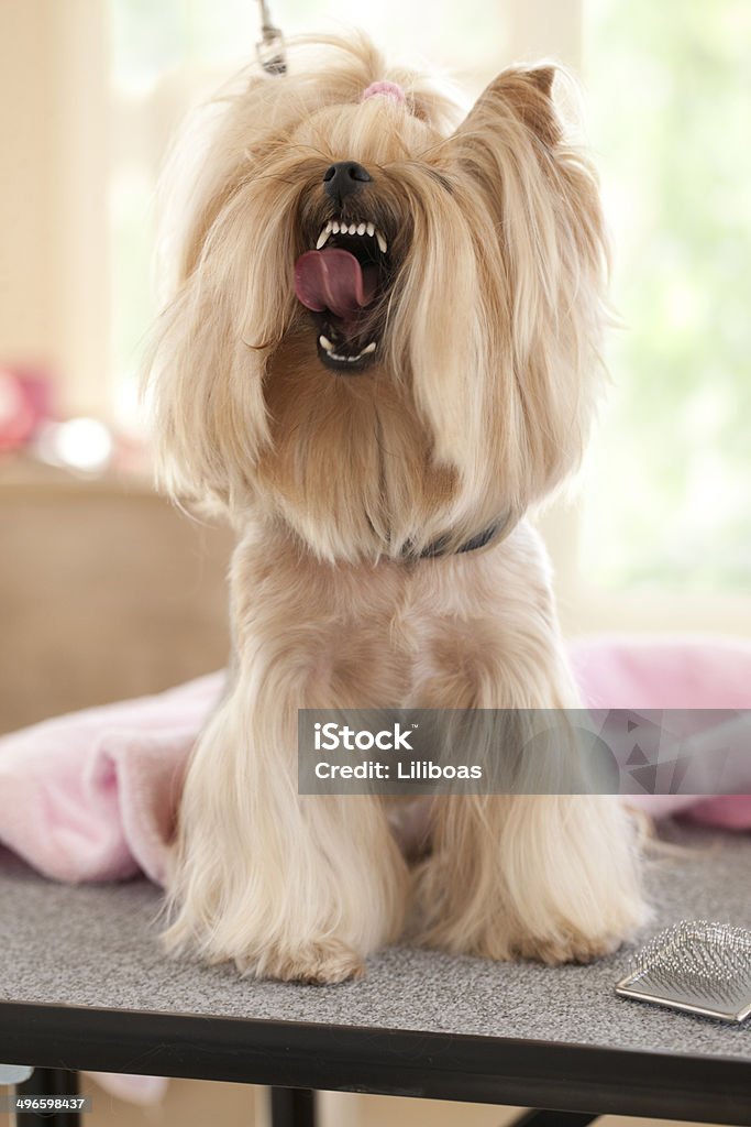 Yorkshire Terrier giorno presso l'Addetto alla toelettatura degli animali-Spa - Foto stock royalty-free di Ampio