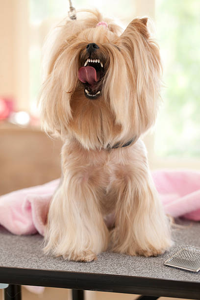 istock Yorkshire Terrier Day at the Groomer-Spa 496598437