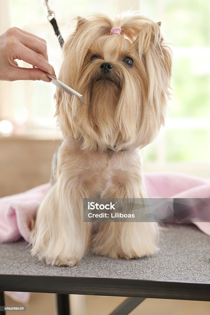 Yorkshire Terrier dzień w Groomer-Spa - Zbiór zdjęć royalty-free (Groomer zwierząt)