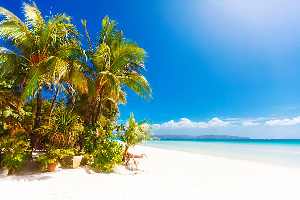istock tropical sand beach with palm trees, summer vacation 496598731