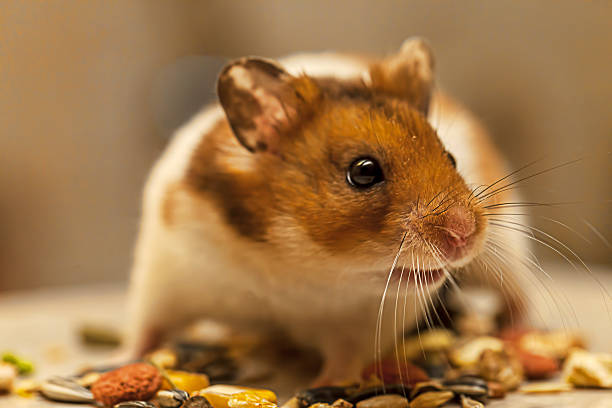 istock Sweet Hamster eating grains 496598845