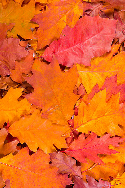 istock Texture of fallen autumn leaves 496600482