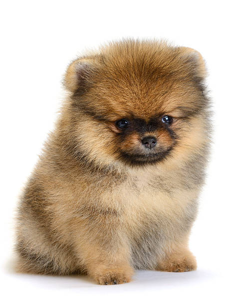 istock pomeranian puppy 496600649