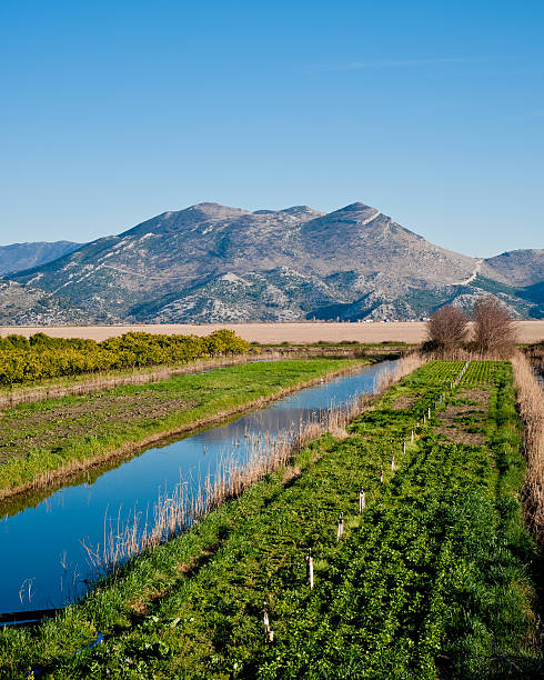 The rich green fields with plenty of water channels and blue sky above. Scene from the southern Croatia, Dalmatia.