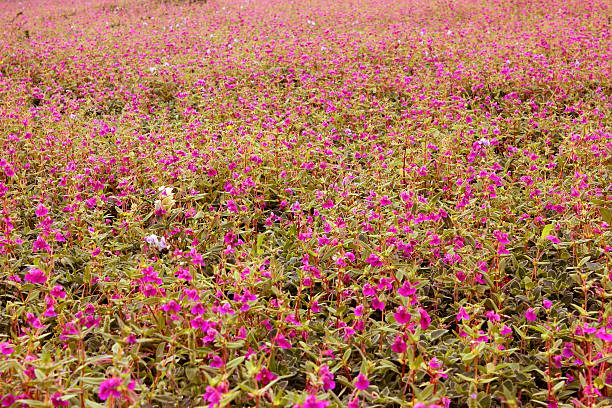 istock Valley of flowers 496601045