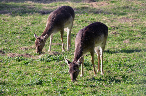 Couple baby deers at Alexandra Palace farm. London