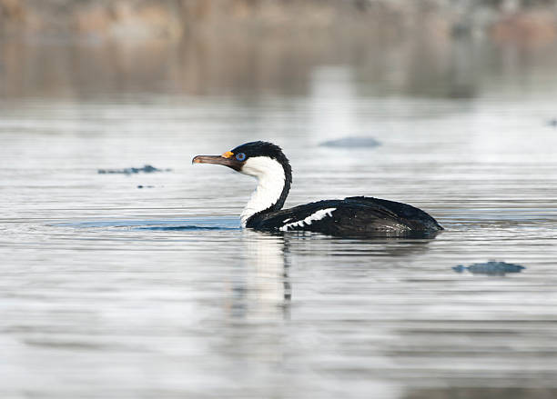 istock Antarctic blue-eyed cormorant floating on the water. 496601679