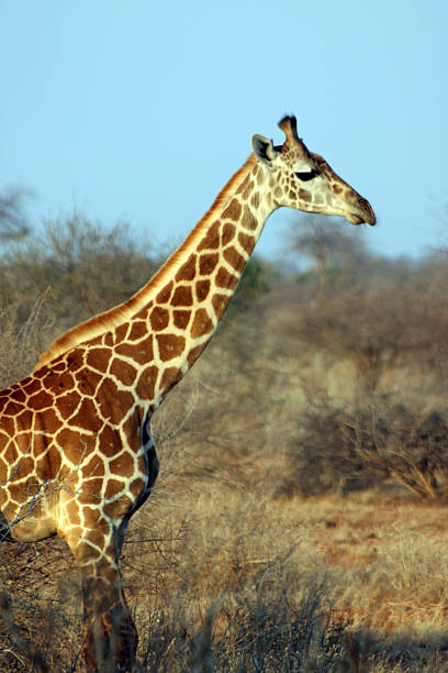 istock Giraffe in the savanna, Tsavo East, Kenya 496602085