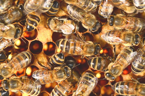 istock closeup of bees on honeycomb in apiary 496603370