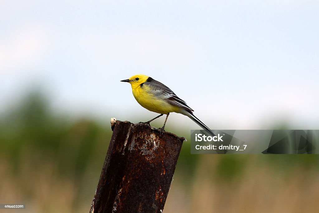 Yellow Warbler Yellow Warbler (Dendroica petechia) Birdsong Stock Photo