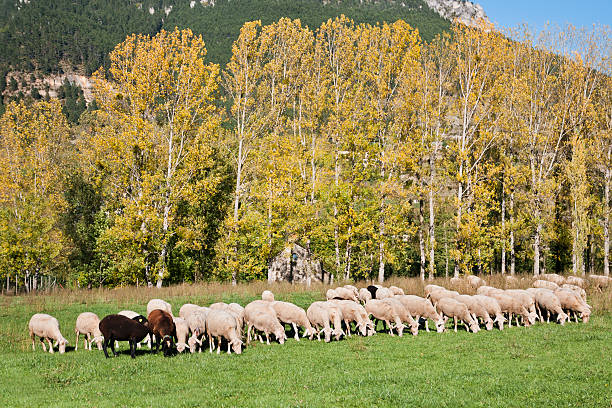 troupeau de moutons - lamb merino sheep sheep focus on foreground foto e immagini stock