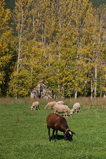 troupeau de moutons - lamb merino sheep sheep focus on foreground photos et images de collection