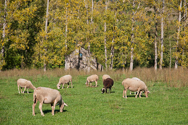 troupeau de moutons - lamb merino sheep sheep focus on foreground foto e immagini stock