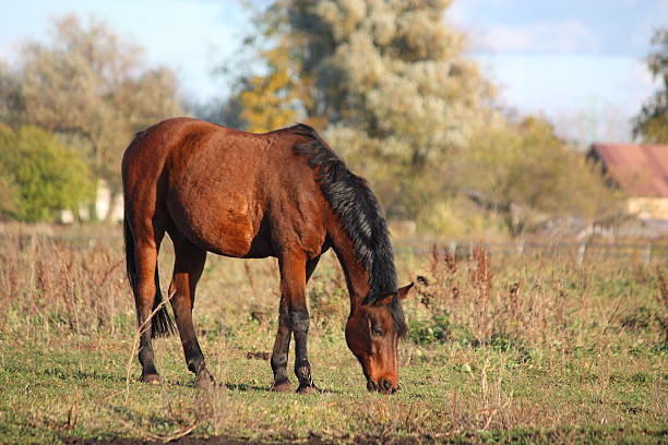istock Bay horse eating at the pasture 496606640