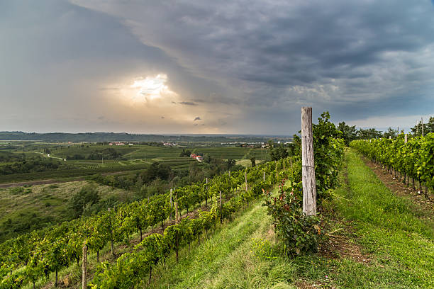 istock grapevine field in the italian countryside 496606834