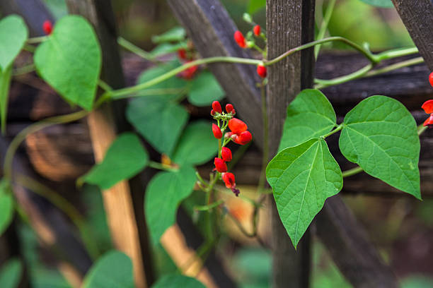 Blooming Kidney Beans Blooming kidney beans twine around wooden fence, selective focus runner bean stock pictures, royalty-free photos & images