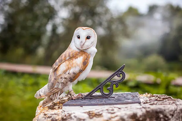 Fabolous owl sitting on the sundial, symbol of wisdom and magic.