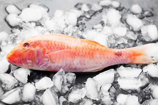Red mullet fish on a an ice cubes on a black stone board 