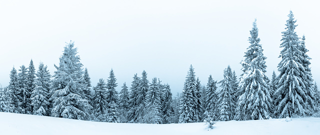 Spruce Tree Forest Covered by Snow in Winter Landscape
