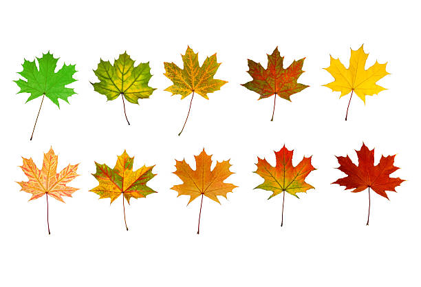 istock The 10 best beautiful maples 496611410